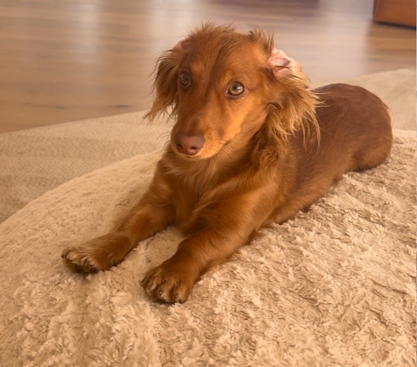 Maple lying on a fluffy cream rug, looking at the camera